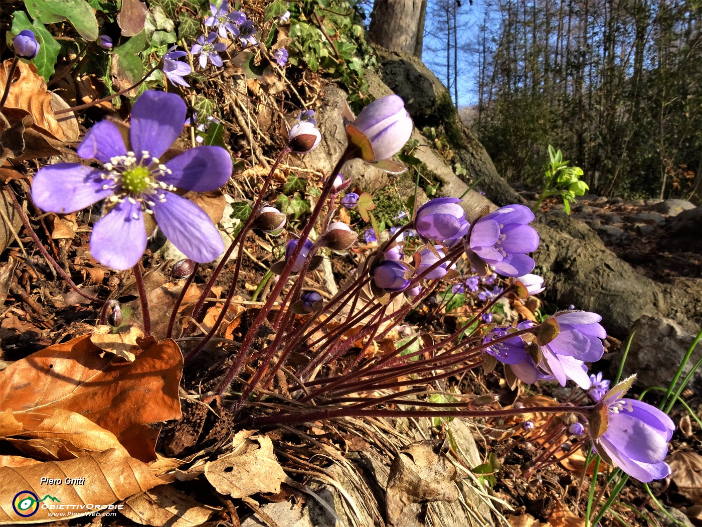 03 Festa di fiori sui sentieri al Monte Zucco - Hepatica nobilis (Erba trinita).JPG